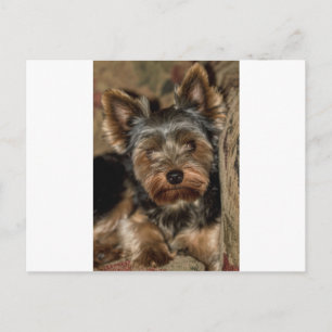 Fuzzy Face Yorkshire Terrier Briefkaart