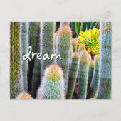 Fuzzy Green Cactus Fotografie Droomscript Vet Briefkaart (Voorkant)