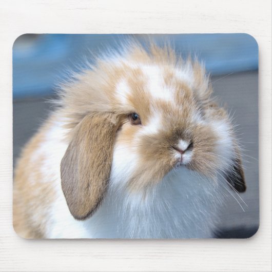 Fuzzy Holland Mini Dwarf Lop Bunny Rabbit Muismat (Voorkant)
