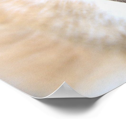 Fuzzy Holland Mini Dwarf Lop Bunny Rabbit Poster (Hoek)