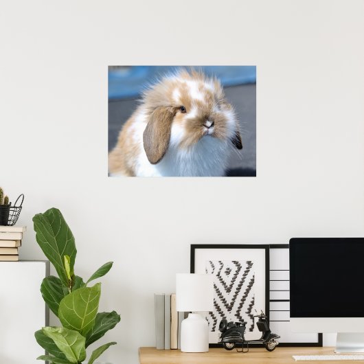 Fuzzy Holland Mini Dwarf Lop Bunny Rabbit Poster (Thuiskantoor)
