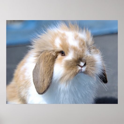 Fuzzy Holland Mini Dwarf Lop Bunny Rabbit Poster (Voorkant)