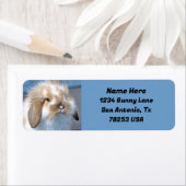 Fuzzy Holland Mini Dwarf Lop Bunny Retouradres Etiket (Insitu)