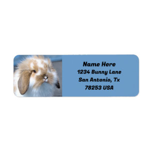 Fuzzy Holland Mini Dwarf Lop Bunny Retouradres Etiket