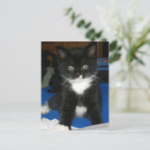 Fuzzy Kitten-kaart Briefkaart (Staand voorkant)