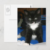 Fuzzy Kitten-kaart Briefkaart (Voorkant / Achterkant)