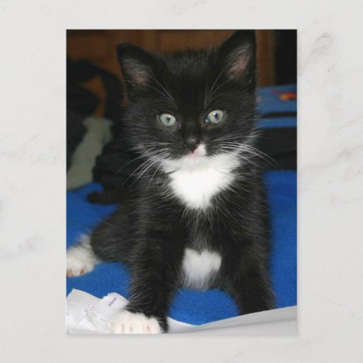 Fuzzy Kitten-kaart Briefkaart (Voorkant)