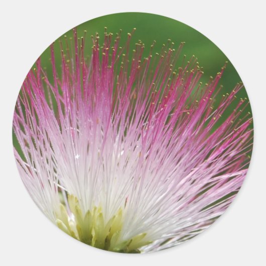Fuzzy Mimosa bloem Ronde Sticker (Voorkant)