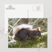 Fuzzy on Tree Limb Postcard Briefkaart (Voorkant / Achterkant)