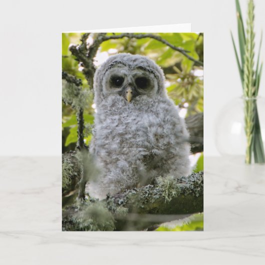 Fuzzy Owlet Barred Owl Bedankt (Voorkant)