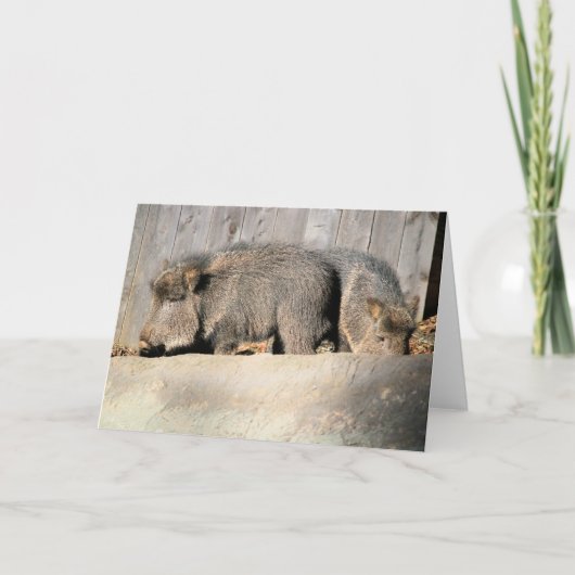 Fuzzy piggies kaart (Voorkant)