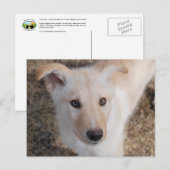 Fuzzy Puppy Briefkaart (Voorkant / Achterkant)