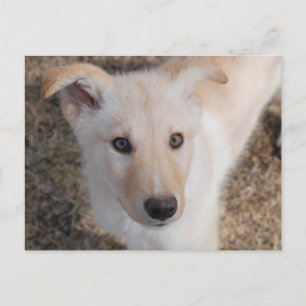 Fuzzy Puppy Briefkaart