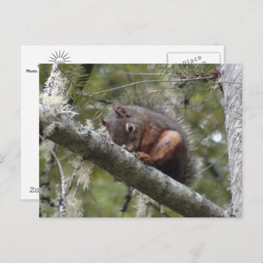 Fuzzy Slaping op Briefkaart met boomarm (Voorkant / Achterkant)