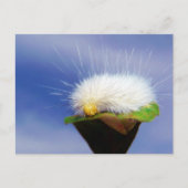 Fuzzy White Caterpijler Briefkaart (Voorkant)