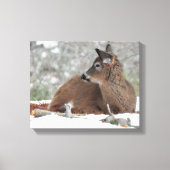 Fuzzy White op maat gesneden Deer Fawn Canvas Afdruk (Voorkant)