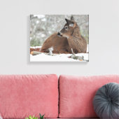 Fuzzy White op maat gesneden Deer Fawn Canvas Afdruk (Insitu (Woonkamer))