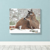 Fuzzy White op maat gesneden Deer Fawn Canvas Afdruk (Insitu (Houten vloer))