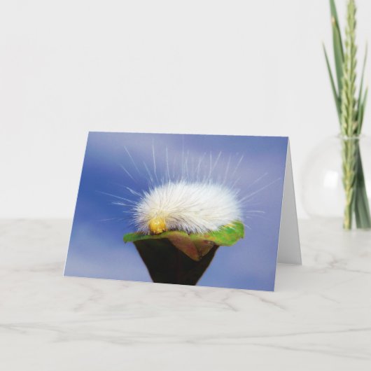 Fuzzy Witte Rups Kaart (Voorkant)