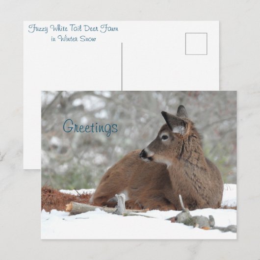 Fuzzy witte staart herten Fawn / Groeten Briefkaart (Voorkant / Achterkant)