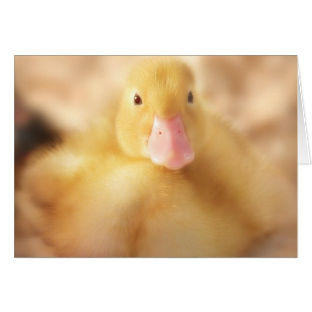 Fuzzy Yellow Duck Easter Baby Ducking (Voorkant Horizontaal)
