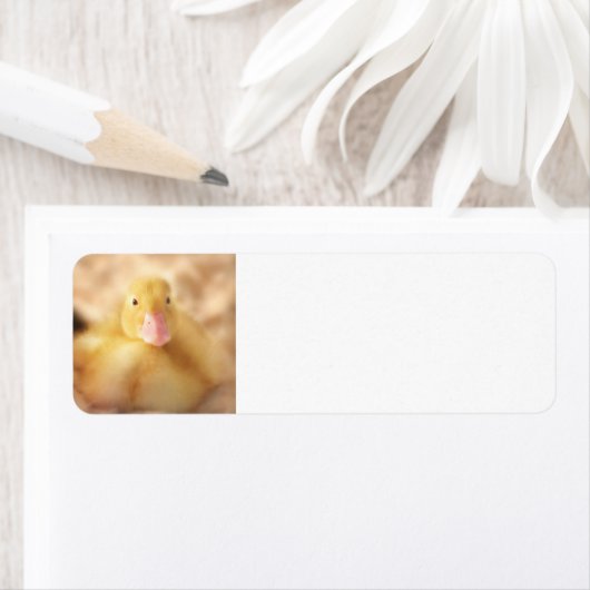 Fuzzy Yellow Duck Easter Baby Ducking Etiket (Insitu)