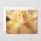 Fuzzy Yellow Duck Easter Baby Ducking Feestdagenkaart (Voorkant / Achterkant)