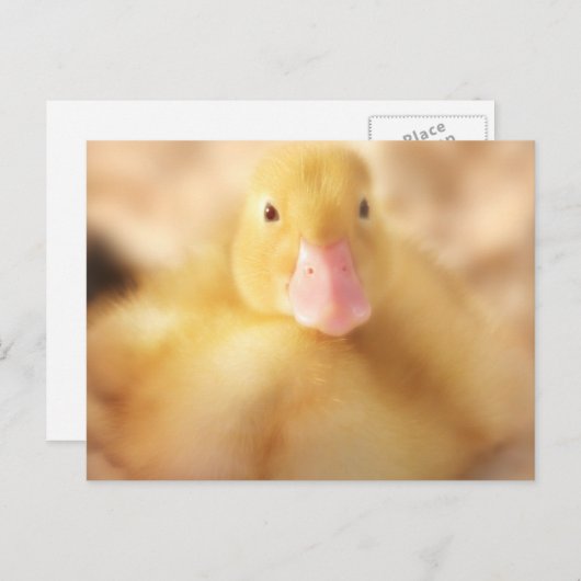 Fuzzy Yellow Duck Easter Baby Ducking Feestdagenkaart (Voorkant / Achterkant)