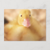 Fuzzy Yellow Duck Easter Baby Ducking Feestdagenkaart (Voorkant)
