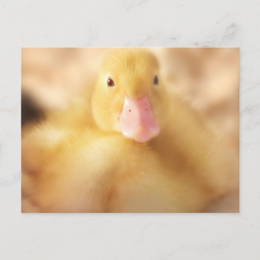 Fuzzy Yellow Duck Easter Baby Ducking Feestdagenkaart (Voorkant)