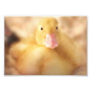 Fuzzy Yellow Duck Easter Baby Ducking Foto Afdruk