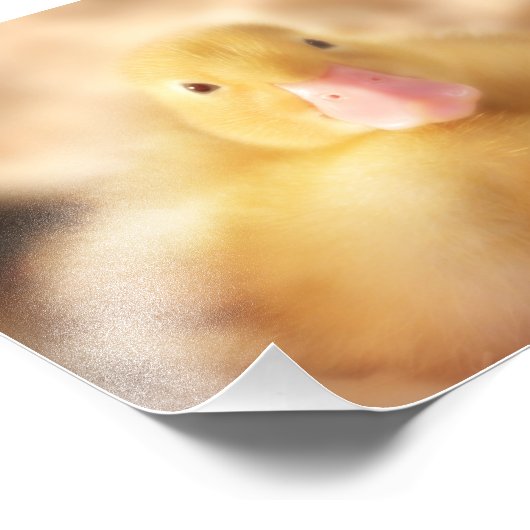 Fuzzy Yellow Duck Easter Baby Ducking Foto Afdruk (Hoek)