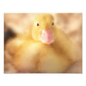 Fuzzy Yellow Duck Easter Baby Ducking Foto Afdruk (Voorkant)