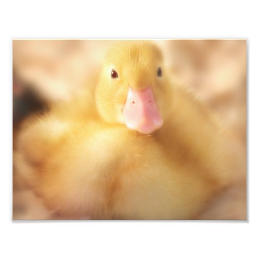Fuzzy Yellow Duck Easter Baby Ducking Foto Afdruk (Voorkant)