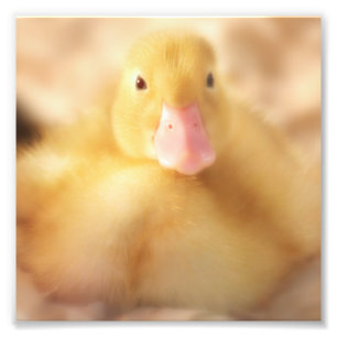 Fuzzy Yellow Duck Easter Baby Ducking Foto Afdruk