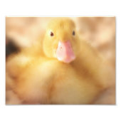 Fuzzy Yellow Duck Easter Baby Ducking Foto Afdruk (Voorkant)