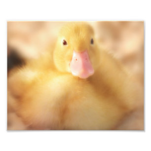 Fuzzy Yellow Duck Easter Baby Ducking Foto Afdruk
