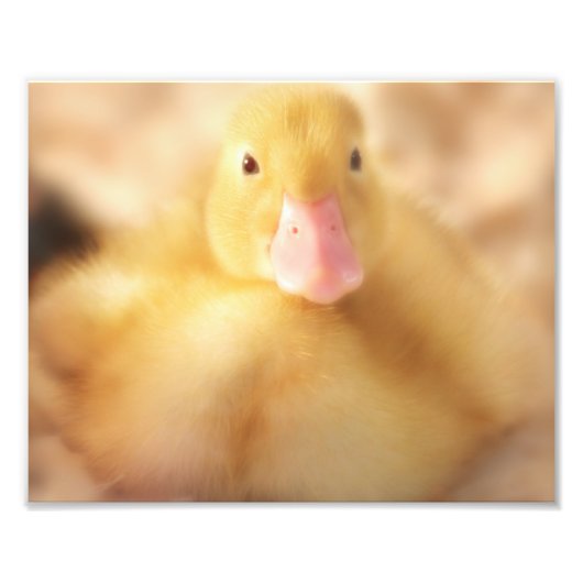 Fuzzy Yellow Duck Easter Baby Ducking Foto Afdruk (Voorkant)