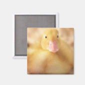 Fuzzy Yellow Duck Easter Baby Ducking Magneet (Voorkant / Achterkant)