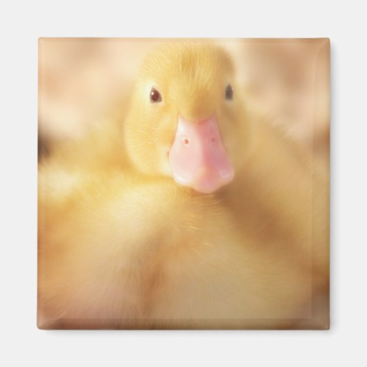 Fuzzy Yellow Duck Easter Baby Ducking Magneet (Voorkant)