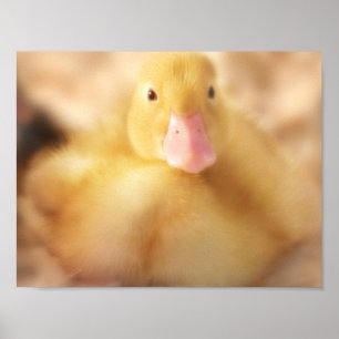 Fuzzy Yellow Duck Easter Baby Ducking Poster