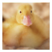 Fuzzy Yellow Duck Easter Baby Ducking Poster (Voorkant)