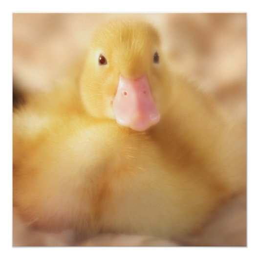 Fuzzy Yellow Duck Easter Baby Ducking Poster (Voorkant)
