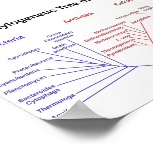Fylogenetische boom poster (Hoek)