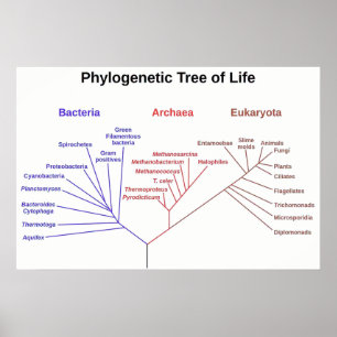 Fylogenetische Boom Poster