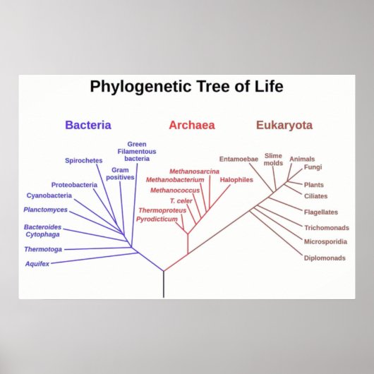Fylogenetische Boom Poster (Voorkant)