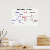 Fylogenetische Boom Poster (Keuken)