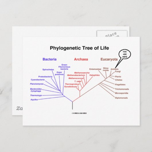 Fylogenetische boom van het leven - je bent hier ( briefkaart (Voorkant / Achterkant)