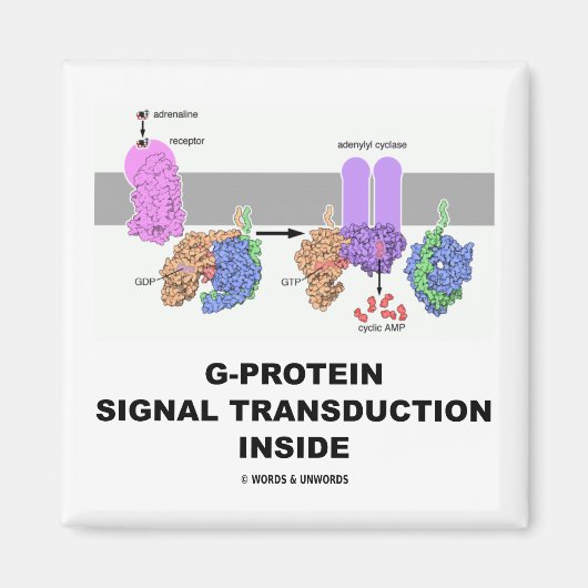 G-eiwitsignaaltransductie binnenin magneet (Voorkant)