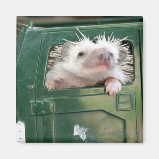 G.I. Hedgehog Magneet